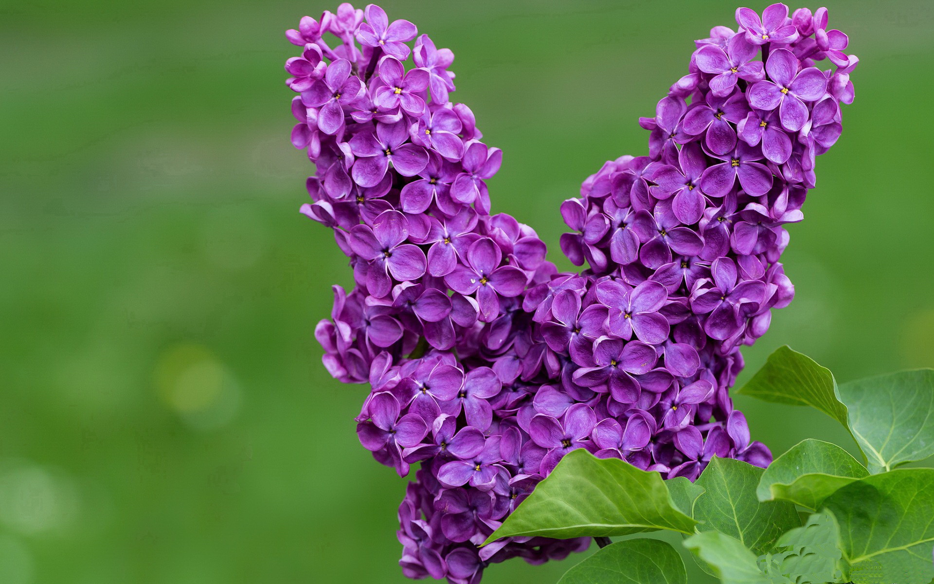 铁蹄踏碎绿军神话,马克西全程高能输出,公牛碾压凯尔特人纪实